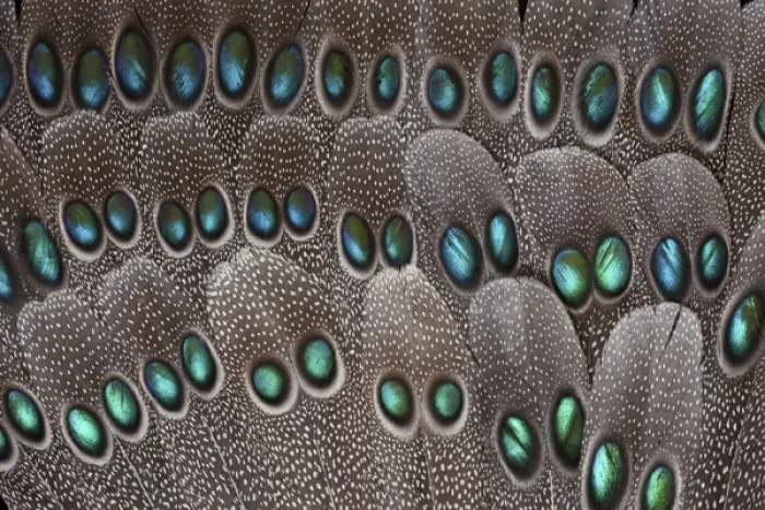 Framed Print : Grey Peacock tail feathers fanned out with duo spots each Framed Print : Grey Peacock tail feathers fanned out with duo spots each