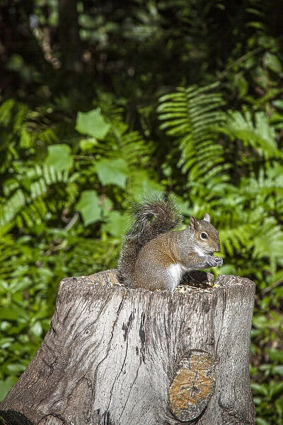 A grey squirrel feeds on bird seeds cached on a tree stump