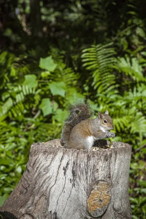 Framed Print : A grey squirrel feeds on bird seeds cached on a tree stump Framed Print : A grey squirrel feeds on bird seeds cached on a tree stump