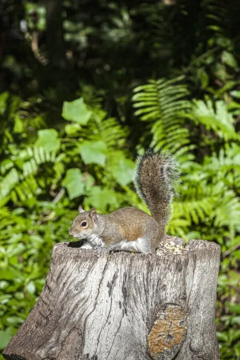 Framed Print : A grey squirrel feeds on bird seeds cached on a tree stump Framed Print : A grey squirrel feeds on bird seeds cached on a tree stump