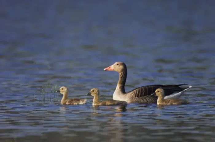 Framed Print : Greylag Goose, Anser anser, adult with young, National Park Lake Neusiedl, Burgenland Framed Print : Greylag Goose, Anser anser, adult with young, National Park Lake Neusiedl, Burgenland