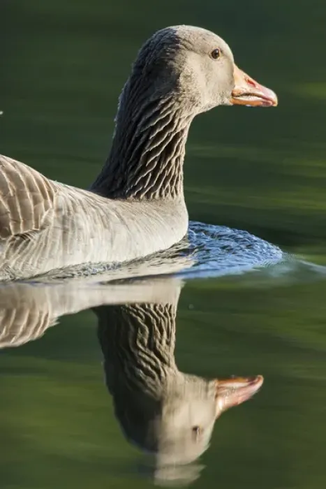 Framed Print : Greylag goose (Anser anser). Europe, central europe, germany, bavaria, munich, May Framed Print : Greylag goose (Anser anser). Europe, central europe, germany, bavaria, munich, May