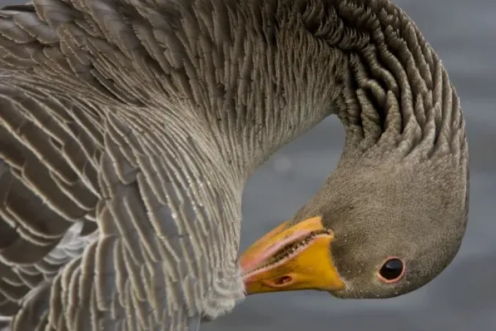 Framed Print : Greylag goose at a pond in Reykjavik, Iceland