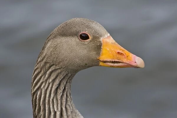 Greylag goose at a pond in Reykjavik, Iceland