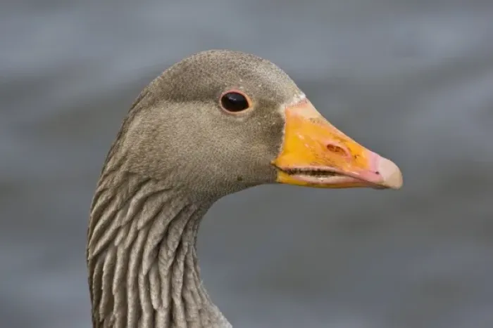 Framed Print : Greylag goose at a pond in Reykjavik, Iceland