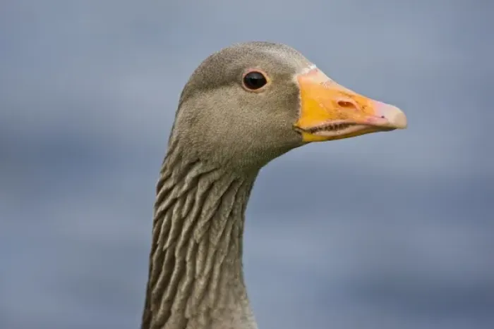 Framed Print : Greylag goose at a pond in Reykjavik, Iceland