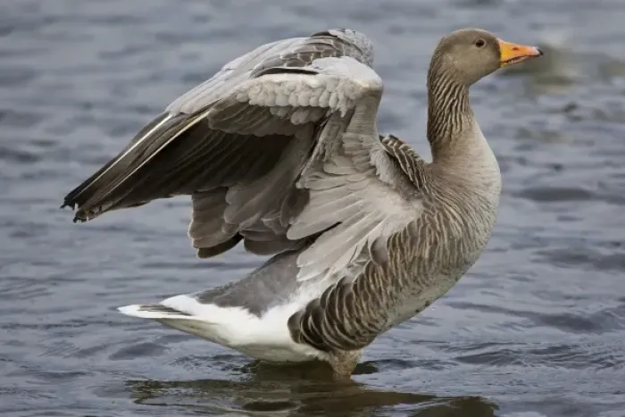 Framed Print : Greylag goose at a pond in Reykjavik, Iceland