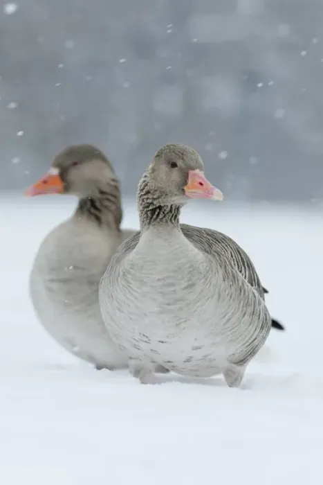 Framed Print : Greyleg Goose (Anser anser) during winter, snowfall and in deep snow, Germany Framed Print : Greyleg Goose (Anser anser) during winter, snowfall and in deep snow, Germany