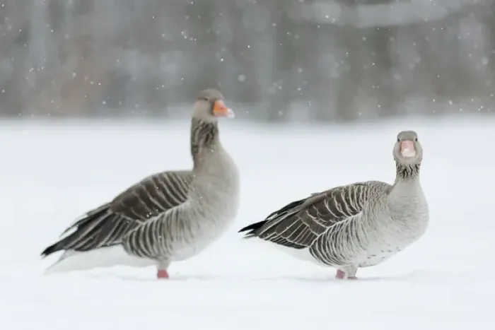 Framed Print : Greyleg Goose (Anser anser) during winter, snowfall and in deep snow, Germany