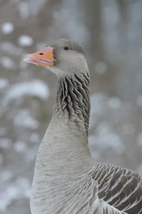 Framed Print : Greyleg Goose (Anser anser) during winter, snowfall and in deep snow, Germany