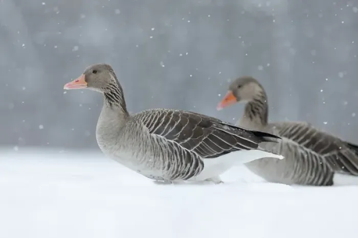 Framed Print : Greyleg Goose (Anser anser) during winter, snowfall and in deep snow, Germany