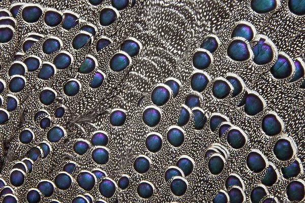 Greys Peacock Pheasant blue spotted feathers