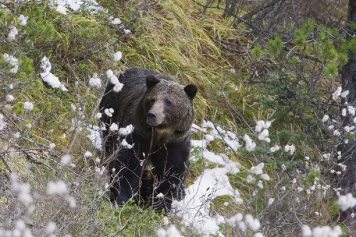 Framed Print : Grizzly Bear, Autumn Snow Framed Print : Grizzly Bear, Autumn Snow
