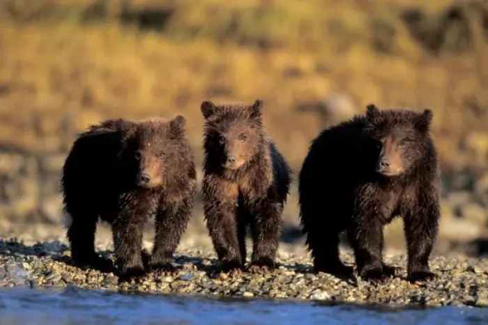 Framed Print : Grizzly bear, brown Framed Print : Grizzly bear, brown