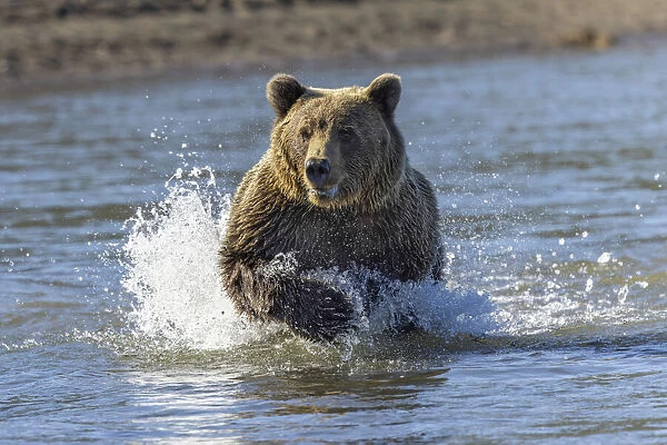 Grizzly bear chasing fish in Silver Salmon Creek, Lake Clark National Park and Preserve, Alaska