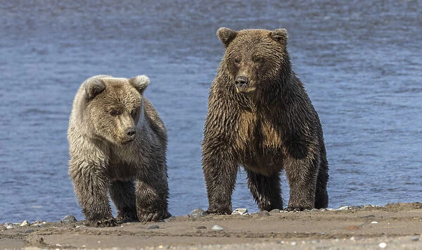 Grizzly bear cub and adult female, Lake Clark National Park and Preserve, Alaska, Silver Salmon Creek