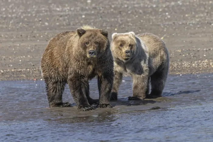 Framed Print : Grizzly bear cub and adult female, Lake Clark National Park and Preserve, Alaska, Silver Salmon Creek