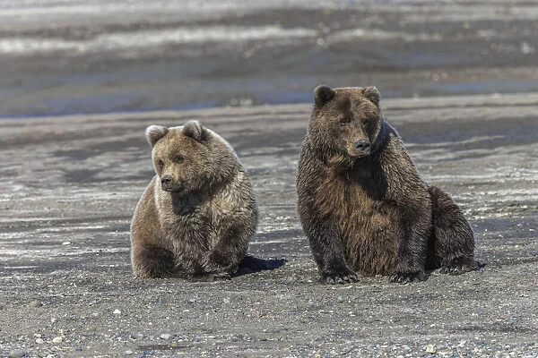 Grizzly bear cub and adult female together, Lake Clark National Park and Preserve, Alaska, Silver Salmon Creek