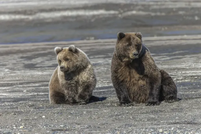 Framed Print : Grizzly bear cub and adult female together, Lake Clark National Park and Preserve, Alaska, Silver Salmon Creek Framed Print : Grizzly bear cub and adult female together, Lake Clark National Park and Preserve, Alaska, Silver Salmon Creek