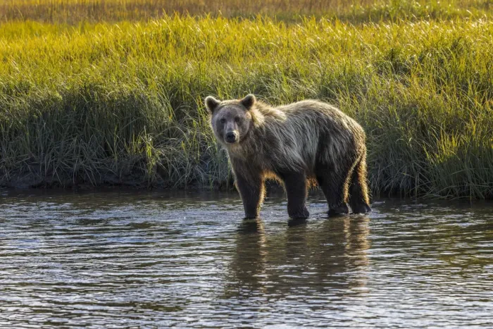 Framed Print : Grizzly bear cub crossing grassy meadow, Lake Clark National Park and Preserve, Alaska, Silver Salmon Creek Framed Print : Grizzly bear cub crossing grassy meadow, Lake Clark National Park and Preserve, Alaska, Silver Salmon Creek
