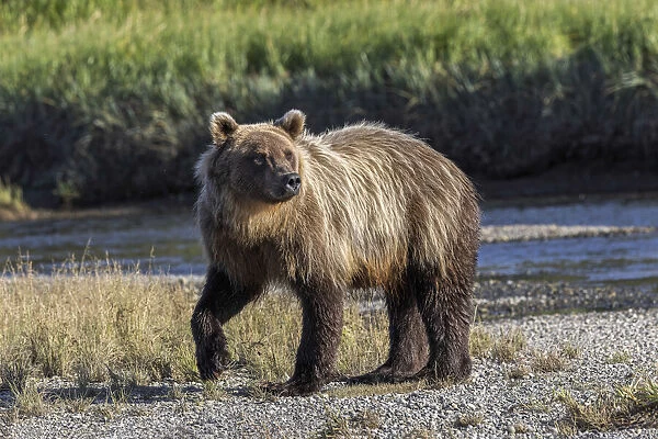 Grizzly bear cub crossing grassy meadow, Lake Clark National Park and Preserve, Alaska, Silver Salmon Creek