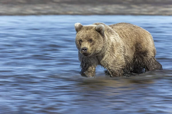 Grizzly bear cub, Lake Clark National Park and Preserve, Alaska
