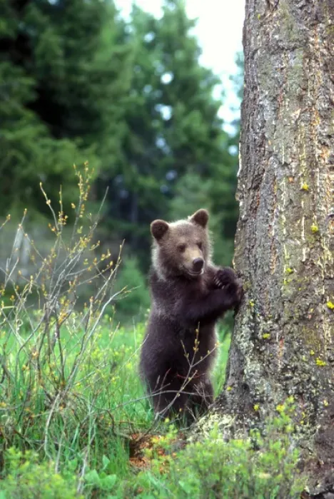 Framed Print : Grizzly bear cub leaning against a tree looking out for predators
