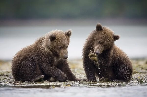 Grizzly Bear Cubs, Katmai National Park, Alaska