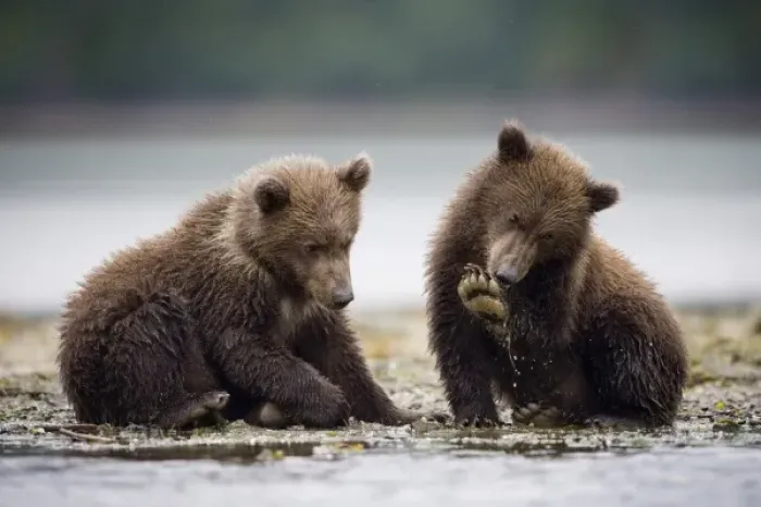 Framed Print : Grizzly Bear Cubs, Katmai National Park, Alaska Framed Print : Grizzly Bear Cubs, Katmai National Park, Alaska