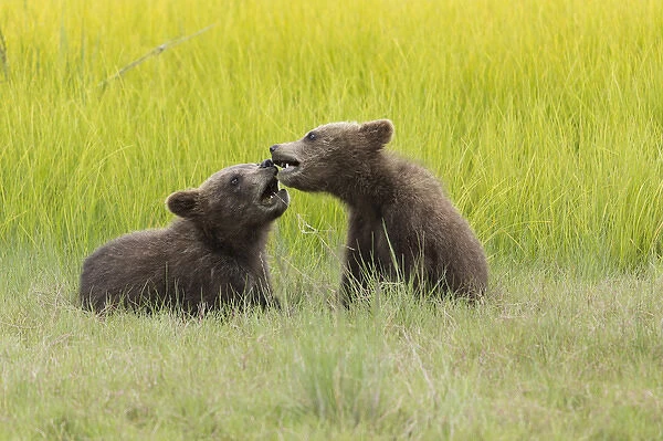 Grizzly bear cubs (ursus arctos) playfight in a meadow