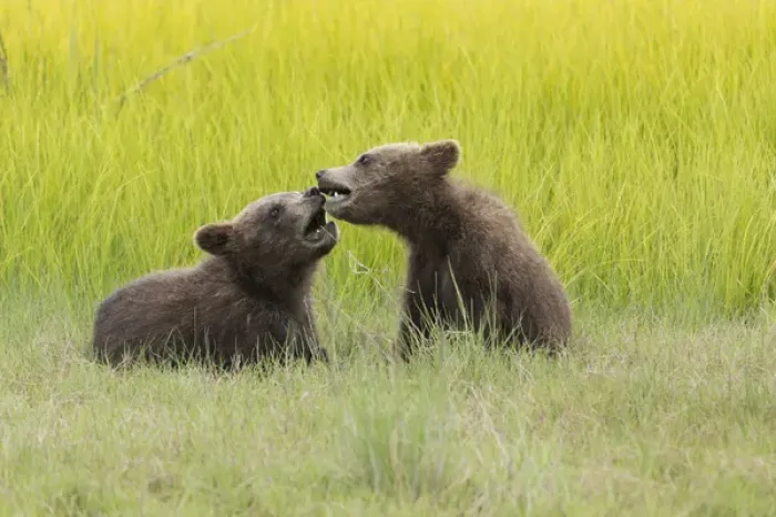Framed Print : Grizzly bear cubs (ursus arctos) playfight in a meadow Framed Print : Grizzly bear cubs (ursus arctos) playfight in a meadow