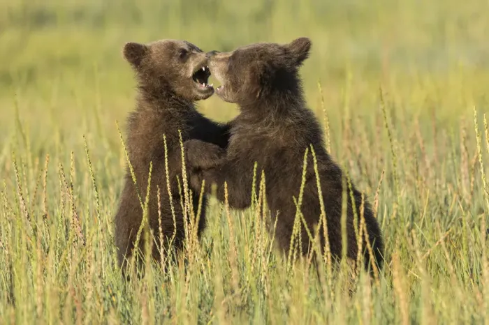 Framed Print : Grizzly bear cubs (ursus arctos) playfight in a meadow Framed Print : Grizzly bear cubs (ursus arctos) playfight in a meadow
