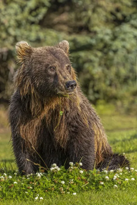 Framed Print : Grizzly bear eating clover, Lake Clark National Park and Preserve, Alaska