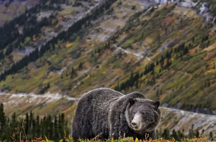 Framed Print : Grizzly bear along Going-to-the-Sun Road in Glacier National Park, Montana, USA Framed Print : Grizzly bear along Going-to-the-Sun Road in Glacier National Park, Montana, USA