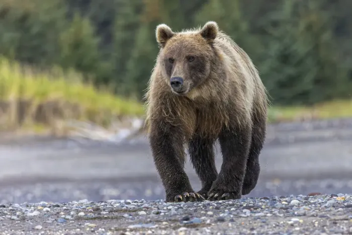 Framed Print : Grizzly bear, Lake Clark National Park and Preserve, Alaska