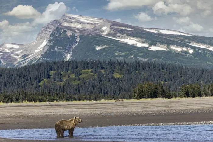 Framed Print : Grizzly bear in landscape with mountain, Lake Clark National Park and Preserve, Alaska Framed Print : Grizzly bear in landscape with mountain, Lake Clark National Park and Preserve, Alaska