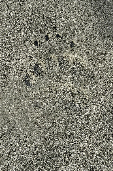 Grizzly Bear rear footprint along Alsek River, Tatshenshini-Alsek Provincial Wilderness Park