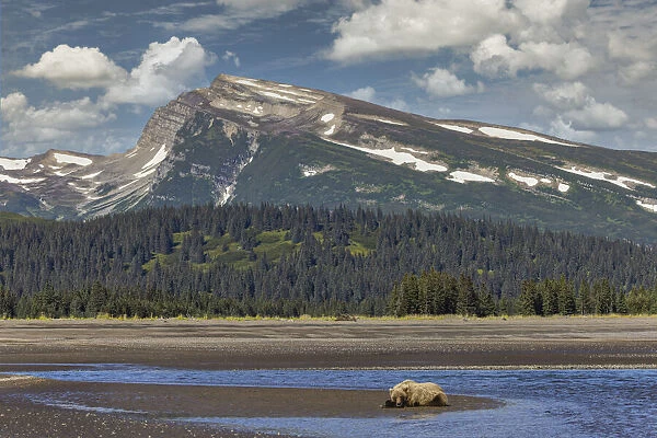 Grizzly bear resting on beach with mountain backdrop, Lake Clark National Park and Preserve, Alaska, Silver Salmon Creek