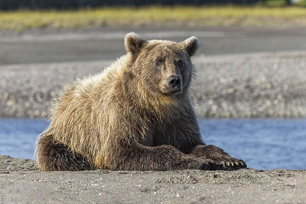 Grizzly bear resting on shoreline, Lake Clark National Park and Preserve, Alaska, Silver Salmon Creek