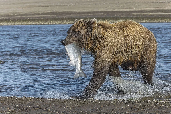 Grizzly bear with salmon in mouth, Silver Salmon Creek Lake Clark National Park and Preserve, Alaska