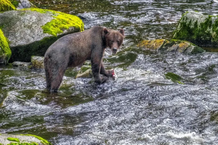 Framed Print : Grizzly Bear, salmon run, Anan Creek, Wrangell, Alaska, USA Framed Print : Grizzly Bear, salmon run, Anan Creek, Wrangell, Alaska, USA