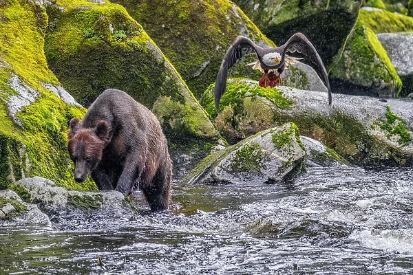 Grizzly Bear, salmon run, Anan Creek, Wrangell, Alaska, USA