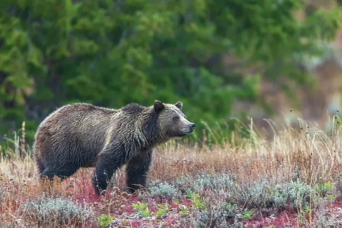 Framed Print : Grizzly bear scans surroundings during an autumn rain shower in Wyoming