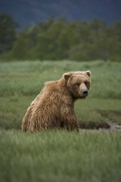 Grizzly bear siting in a green grassy meadow, looking over its shoulder at the camera