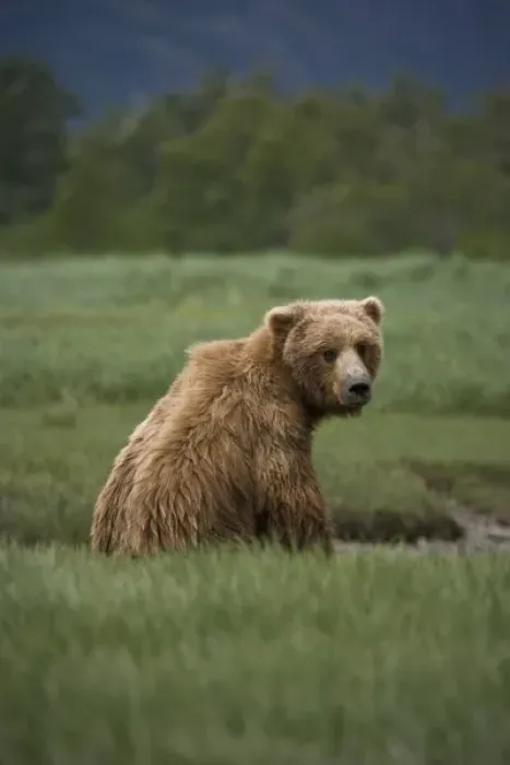 Framed Print : Grizzly bear siting in a green grassy meadow, looking over its shoulder at the camera Framed Print : Grizzly bear siting in a green grassy meadow, looking over its shoulder at the camera