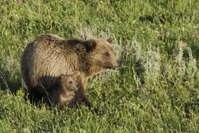 Framed Print : Grizzly Bear Sow with Cub