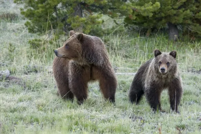 Framed Print : Grizzly Bear Sow with Cub Framed Print : Grizzly Bear Sow with Cub