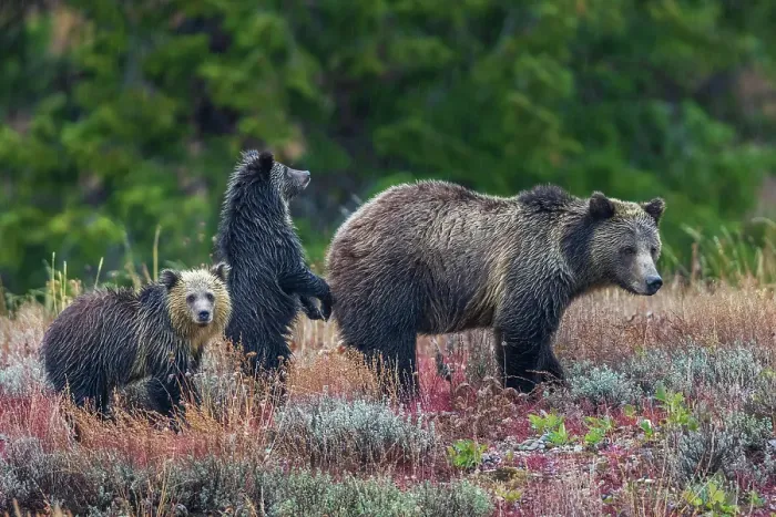 Framed Print : Grizzly bear sow with twin cubs during an autumn rain shower in Wyoming Framed Print : Grizzly bear sow with twin cubs during an autumn rain shower in Wyoming