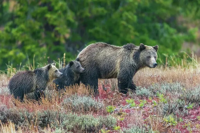 Framed Print : Grizzly bear sow with twin cubs during an autumn rain shower in Wyoming Framed Print : Grizzly bear sow with twin cubs during an autumn rain shower in Wyoming