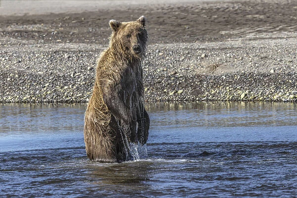 Grizzly bear standing while fishing, Lake Clark National Park and Preserve, Alaska